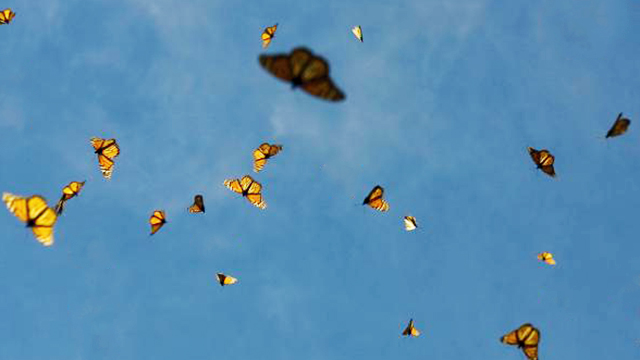 butterflies-flying