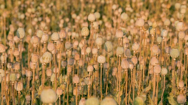 poppy plants