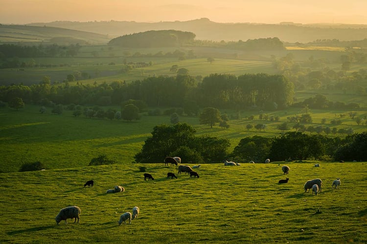 green pasture with sheep and sunset