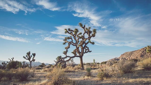 Joshua-Tree.jpg