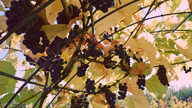 grape-vines.jpg