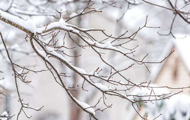 snow-branch