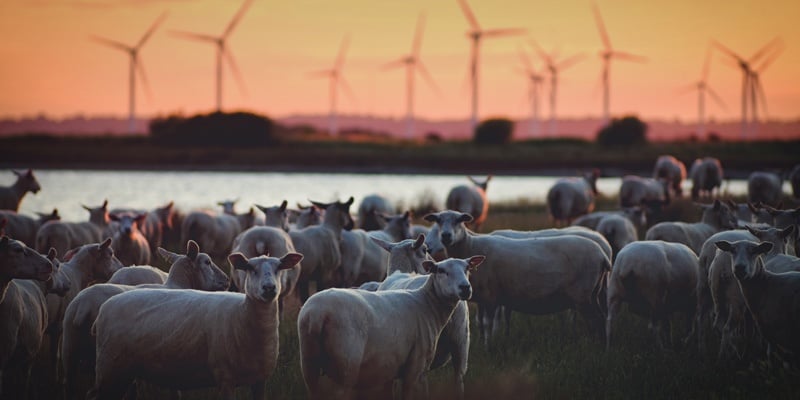 sheep-and-windmills.jpg